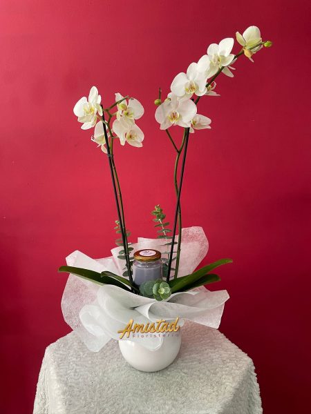 CD13 - Planta phalaenopsis con matera pequeña y vela.