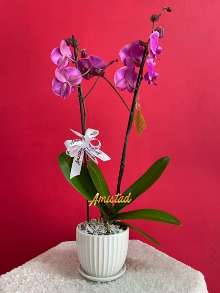 CD14 - Planta phalaenopsis con matera pequeña.