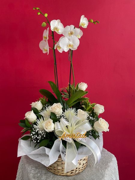 CD15 - Planta phalaenopsis con rosas y fully.