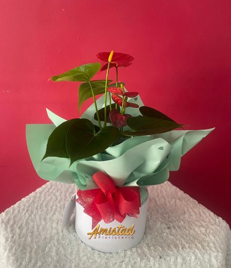 H14 - Planta Anturios Mini